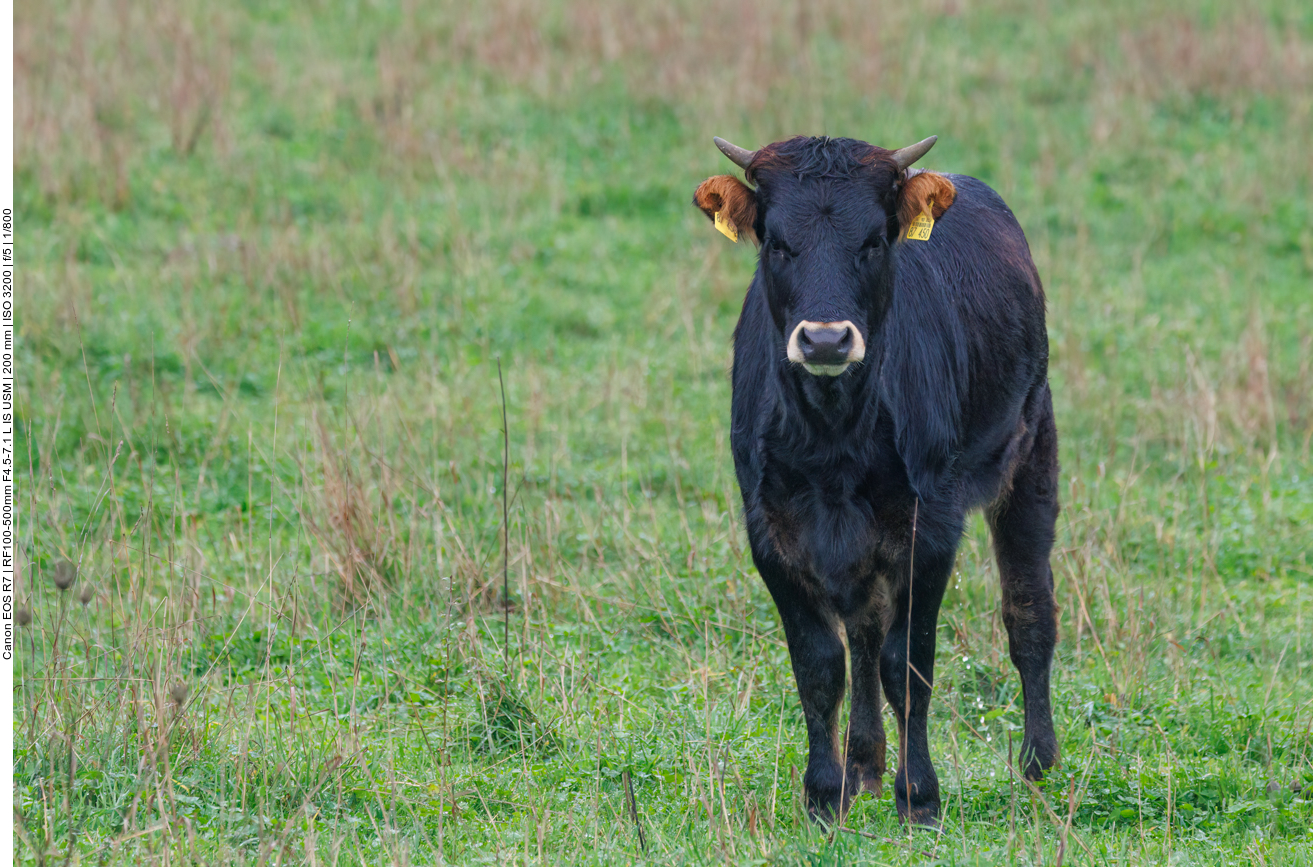 Junges Taurus-Rind