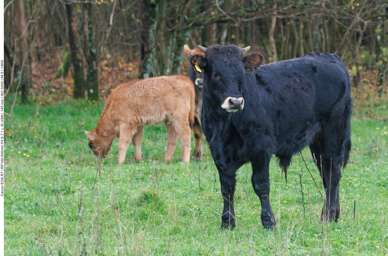 Junges Taurus-Rind