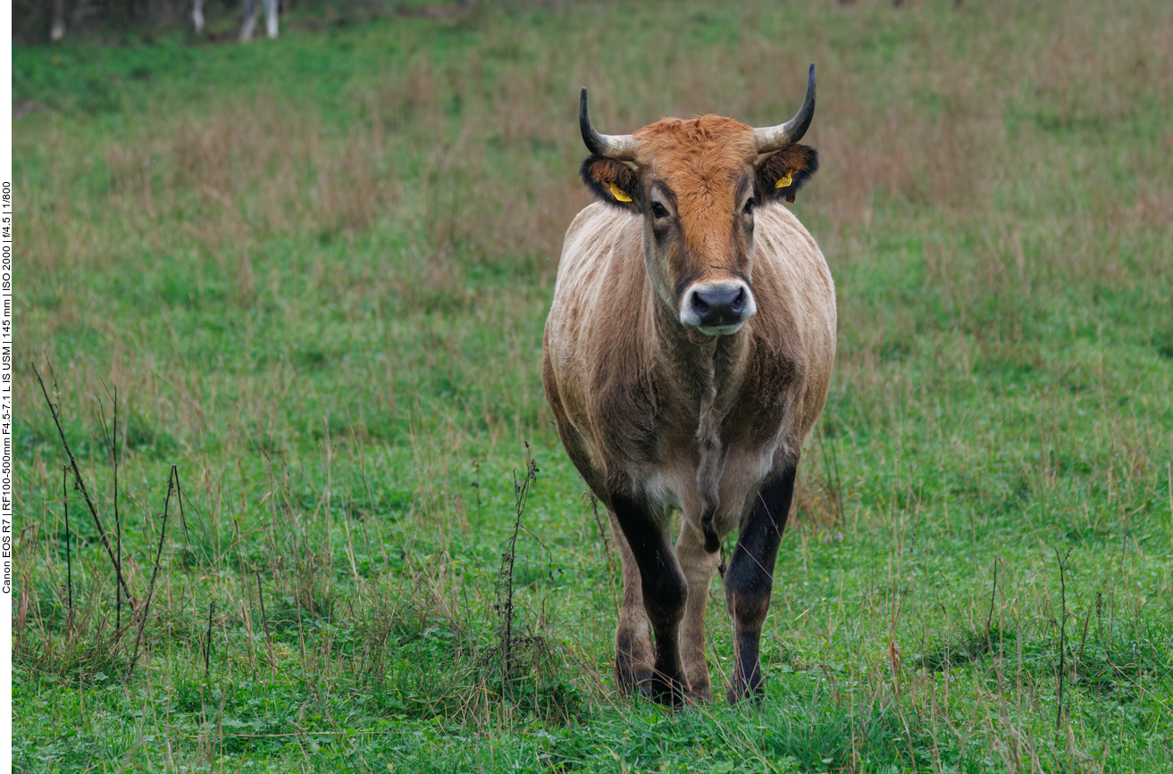 Taurus-Rind