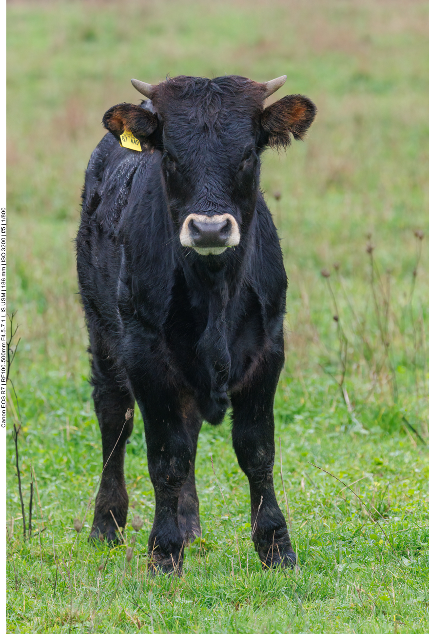 Junges Taurus-Rind