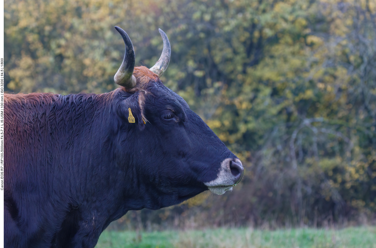 Taurus-Rind