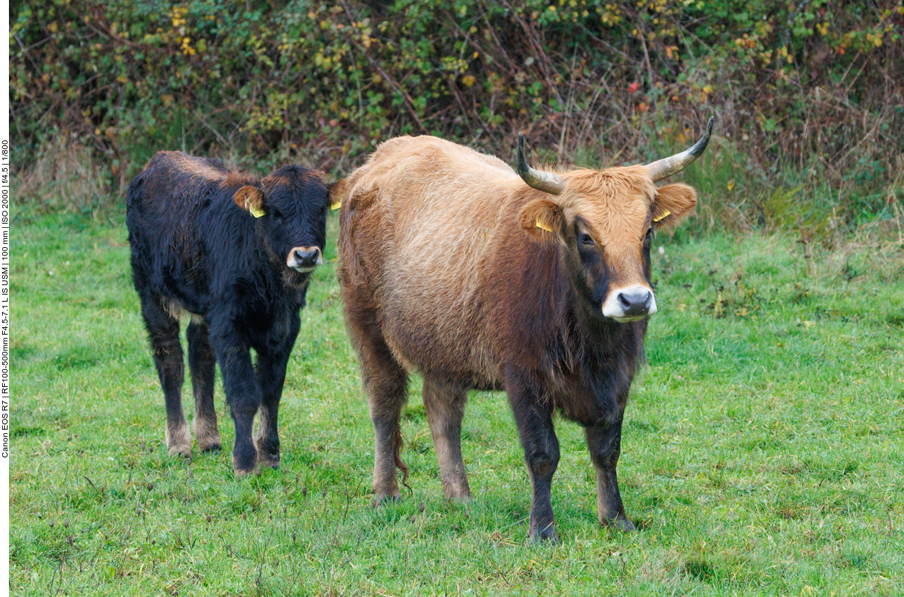 Taurus-Rinder