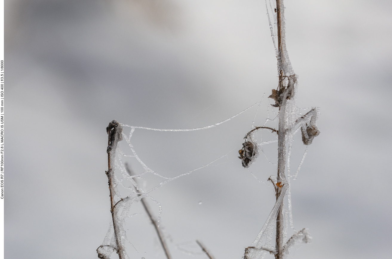 Gefrorenes Spinnennetz
