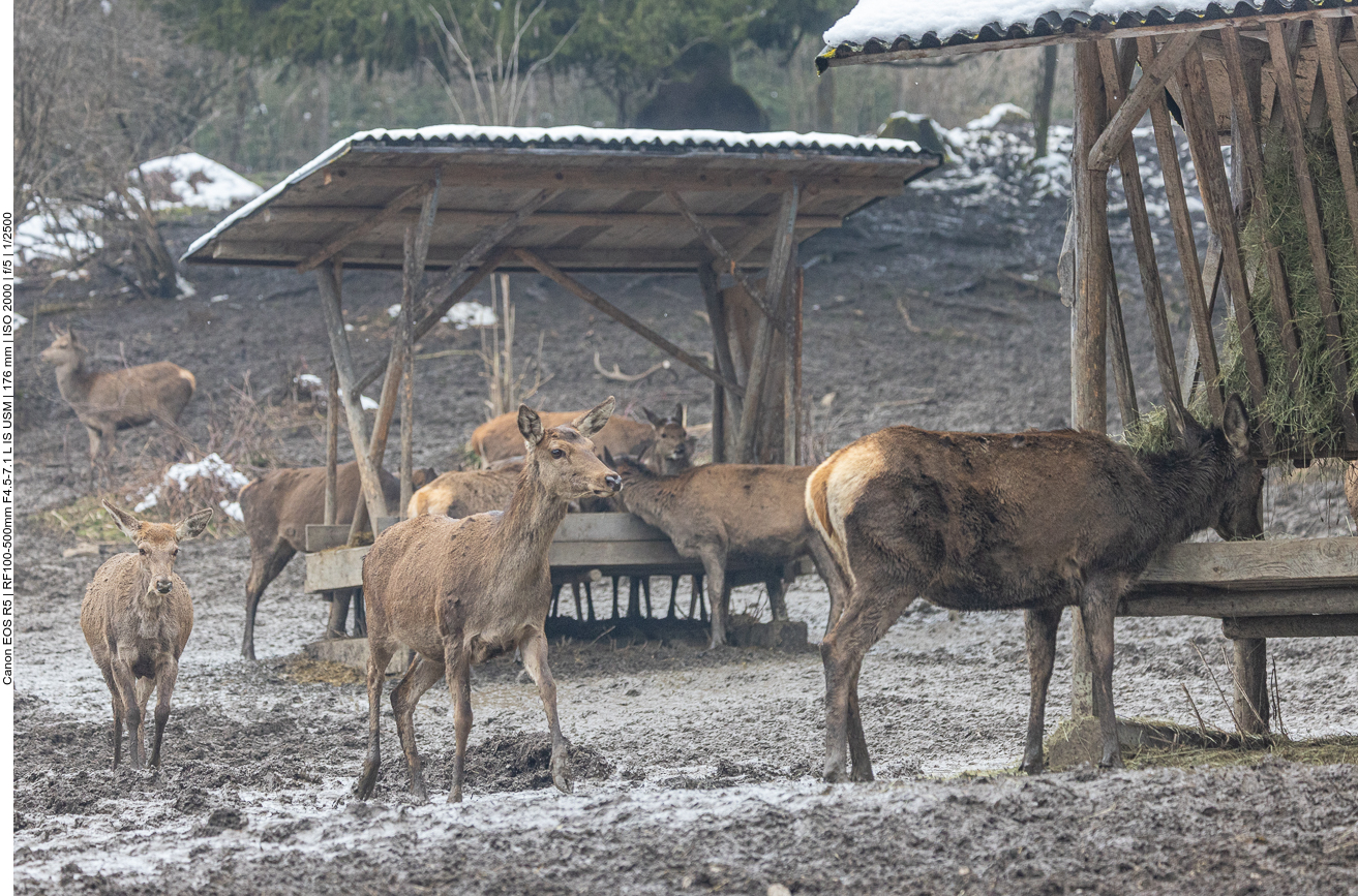 Gedr&auml;nge an der Futterstelle 