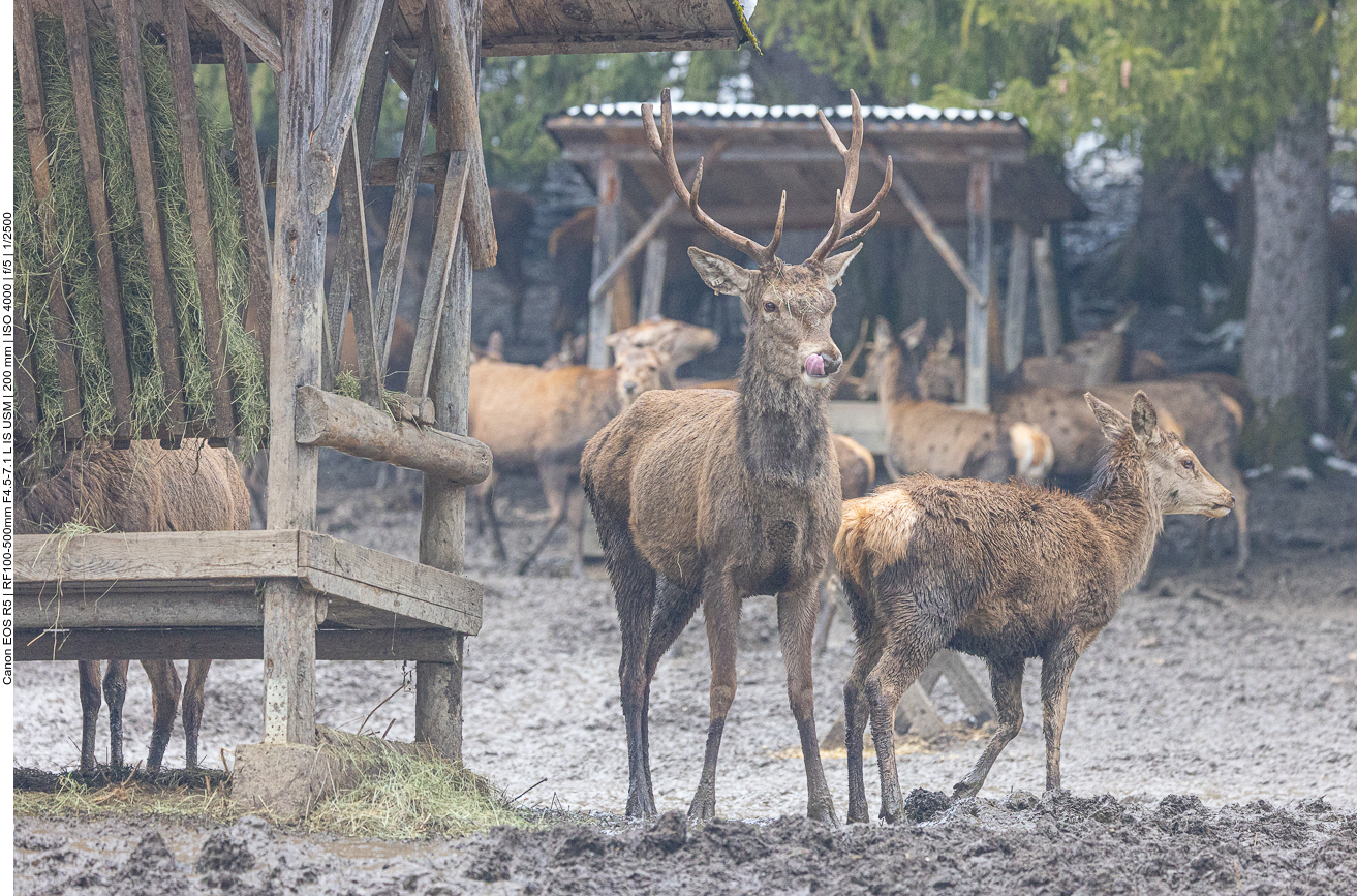 &Auml;lterer Rothirsch 