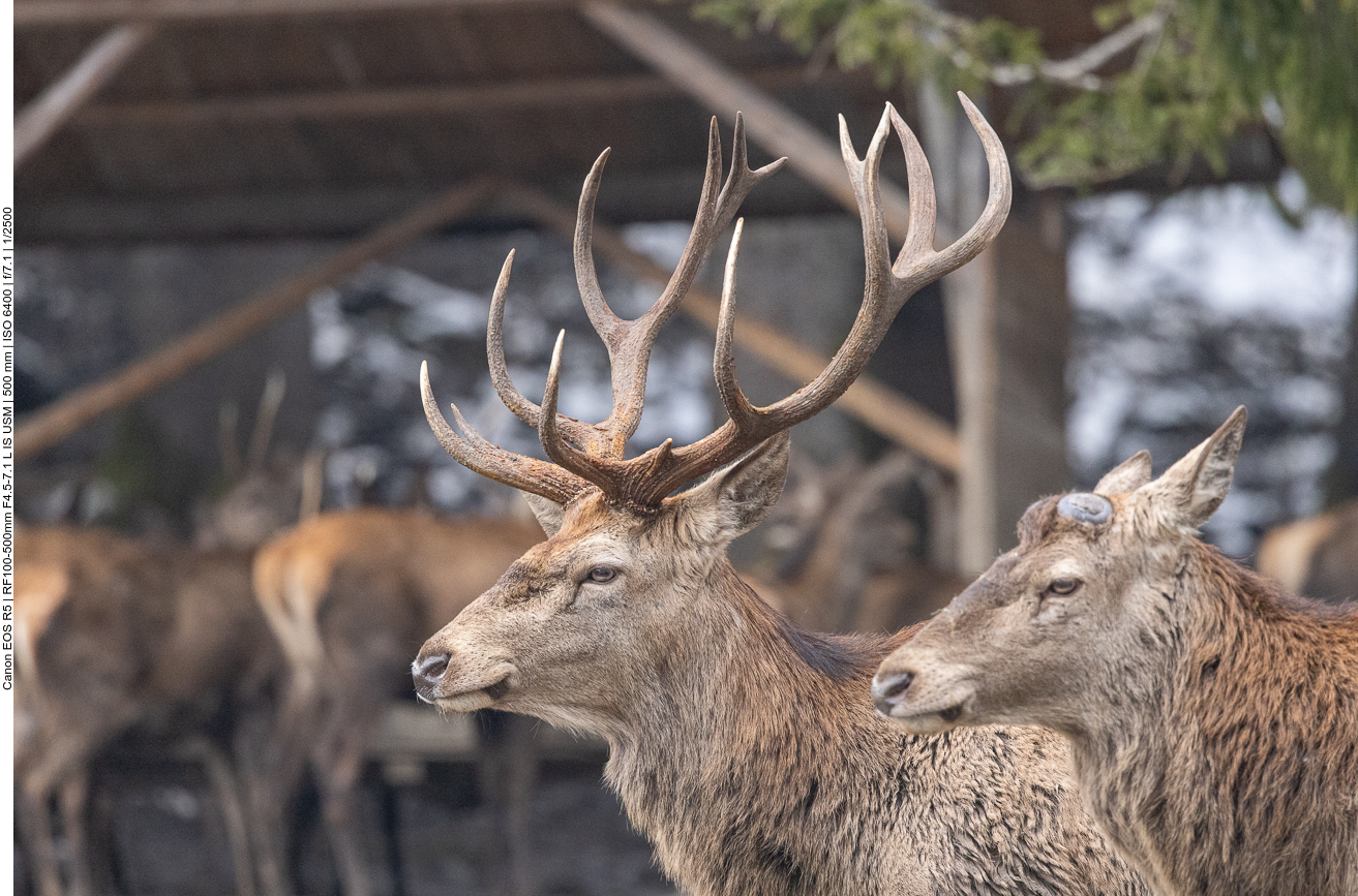 Ein Hirsch hat noch sein Geweih, der zweite hat es bereits abgeworfen
