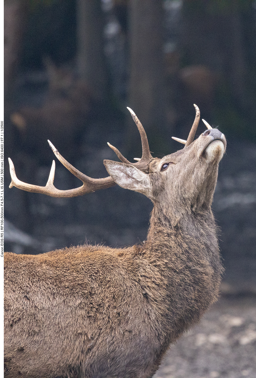 Etwas liegt in der Luft