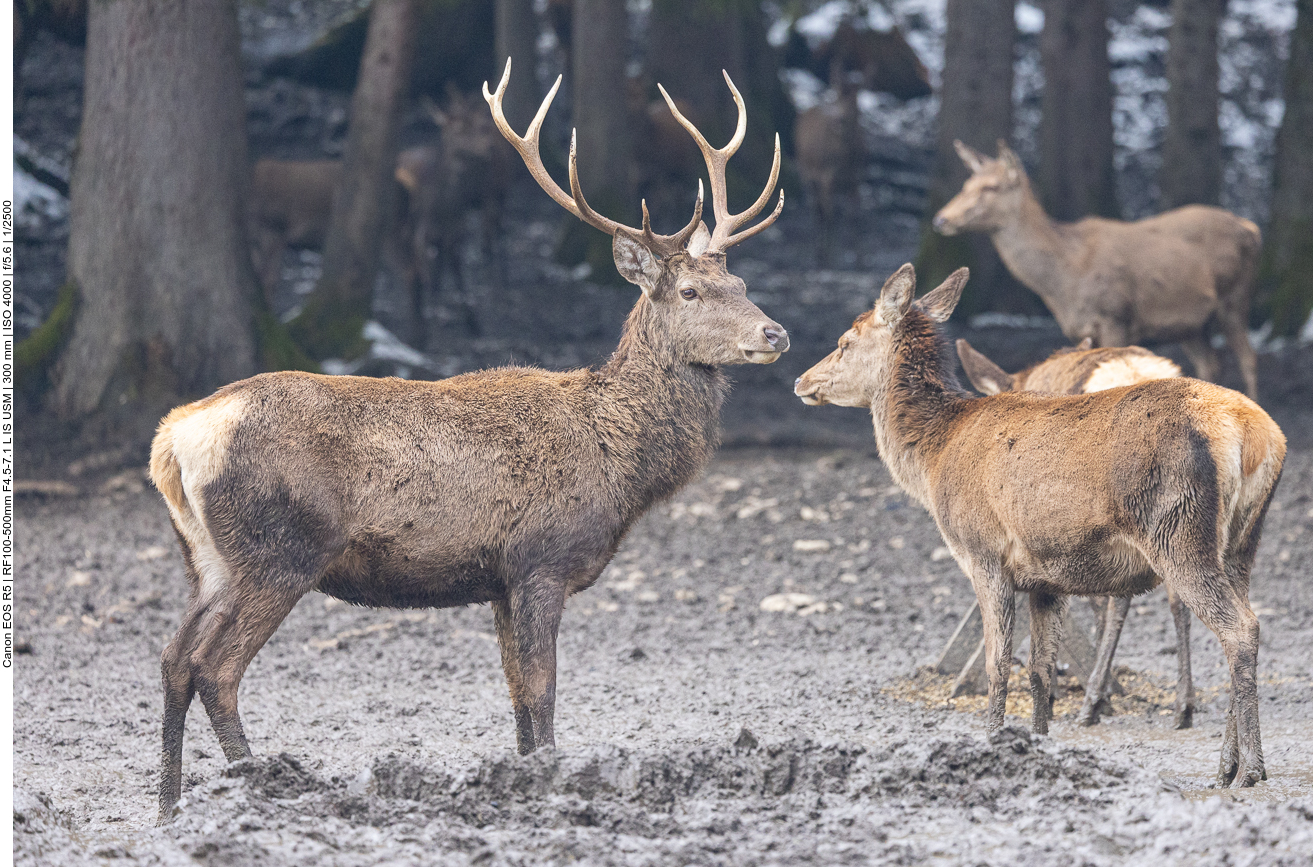 Rothirsch in Damenbegleitung