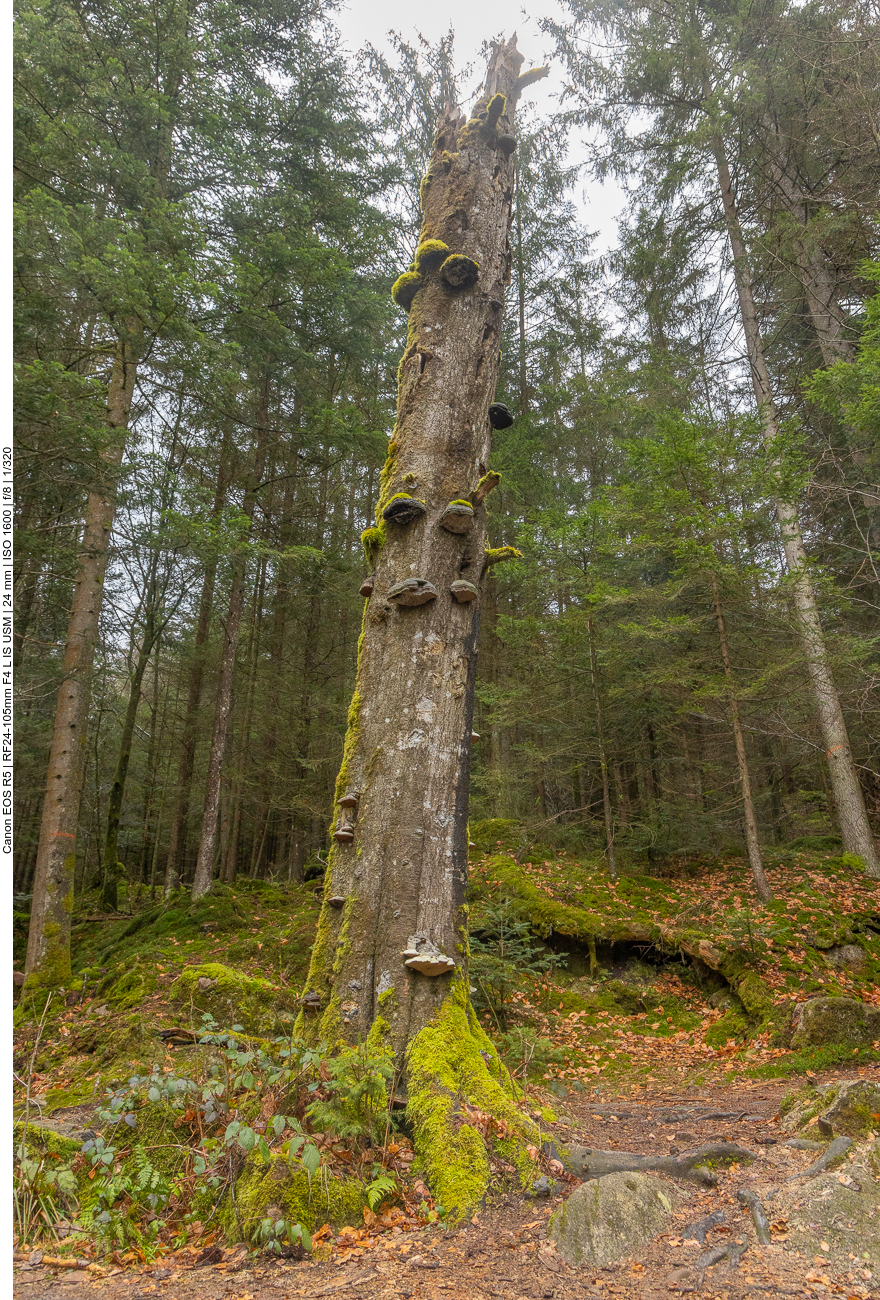 Abgestorbener Baum 