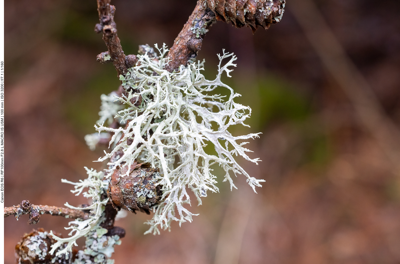 Elchgeweihflechte [Pseudevernia furfuracea] 