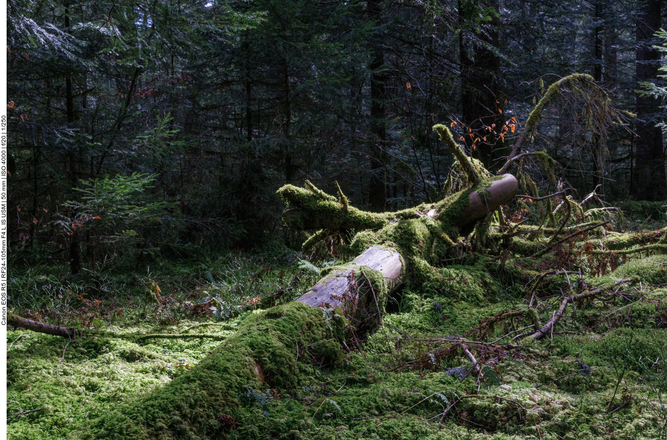 Umgestürzter Baum 