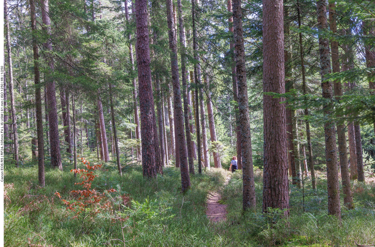 Pfad durch den Wald 