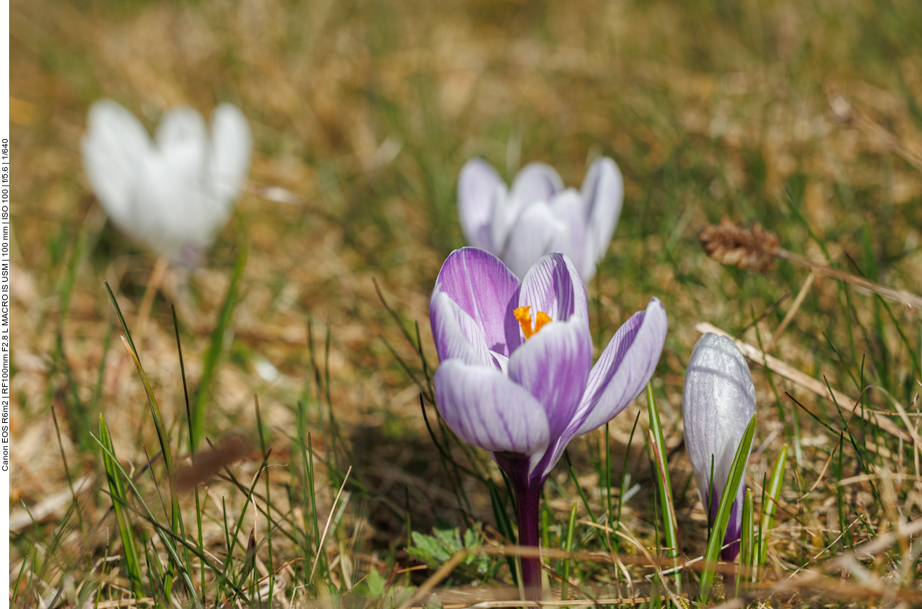 Krokusse