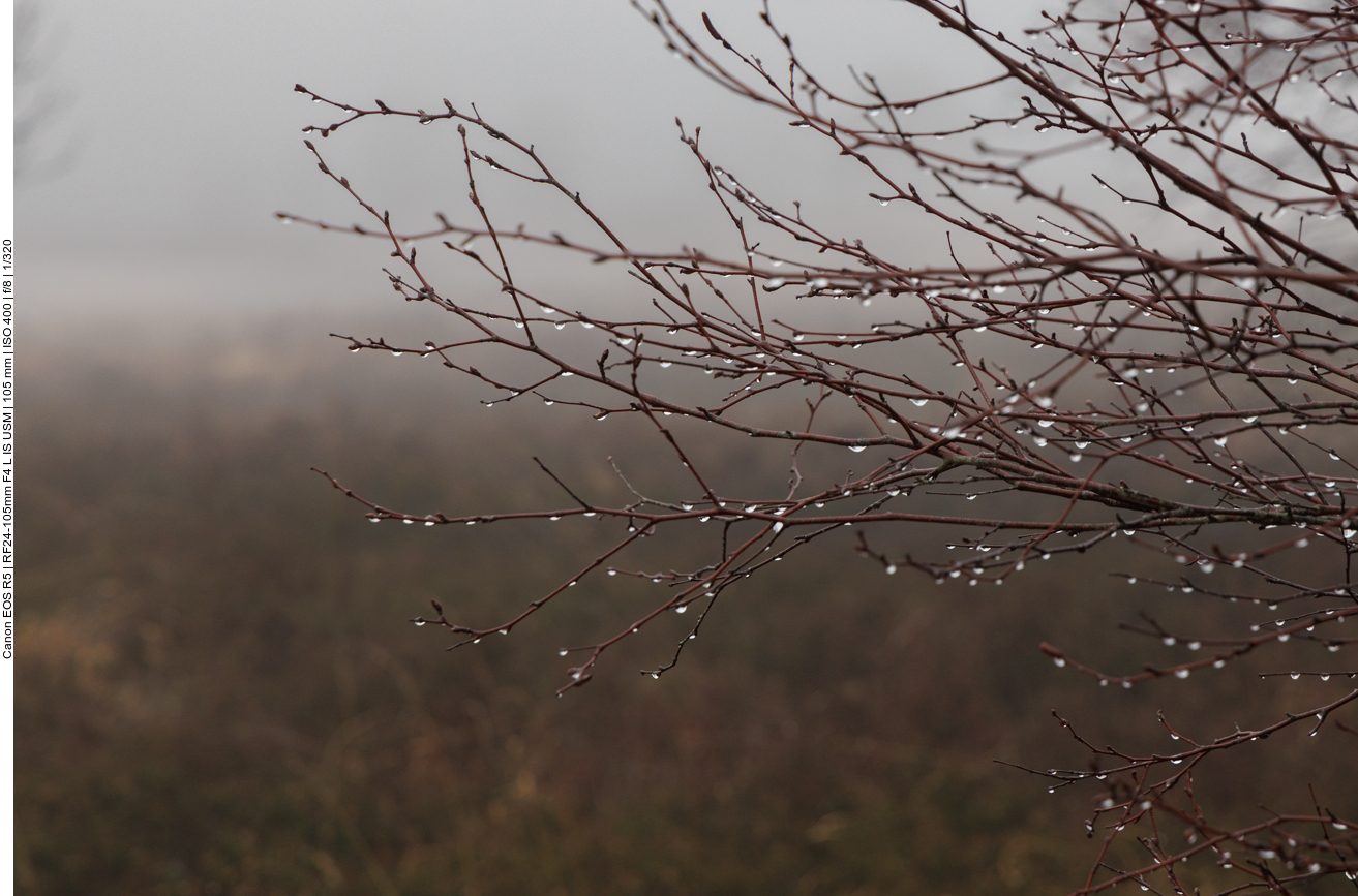 Der Nebel kondensiert an den Zweigen