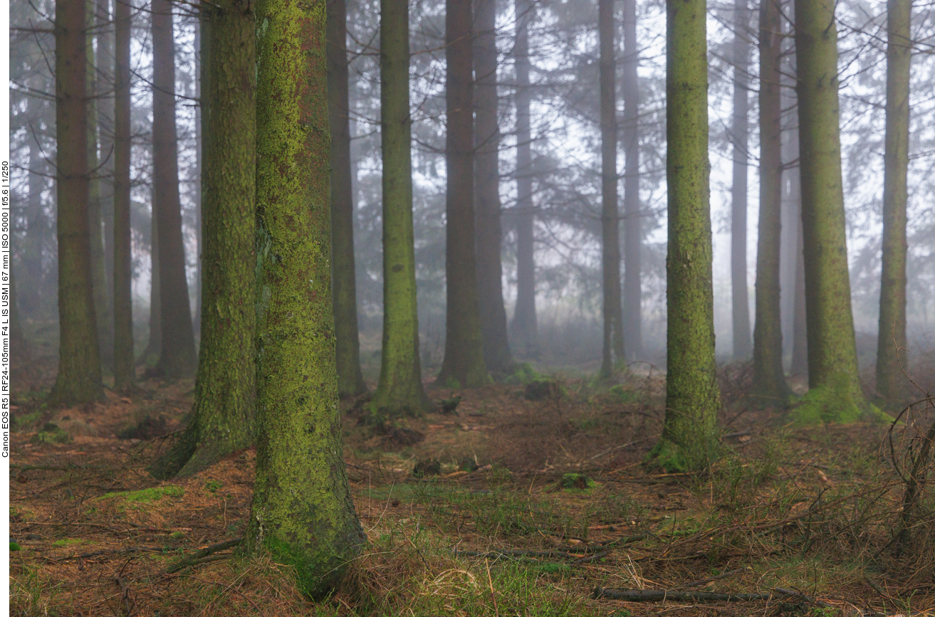 Auch im gr&uuml;nen Wald ... 