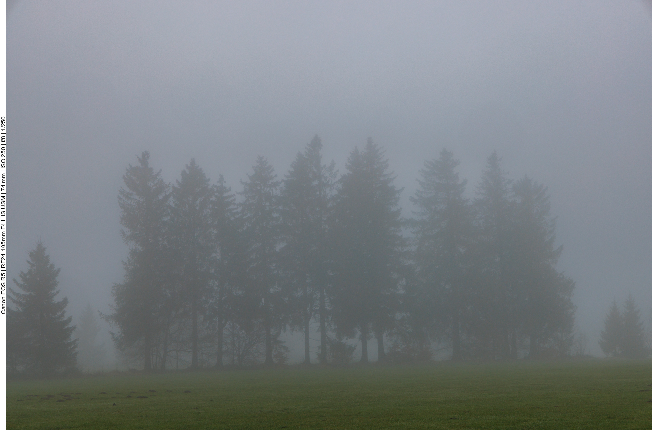 Wie Schatten stehen die B&auml;ume im Nebel 