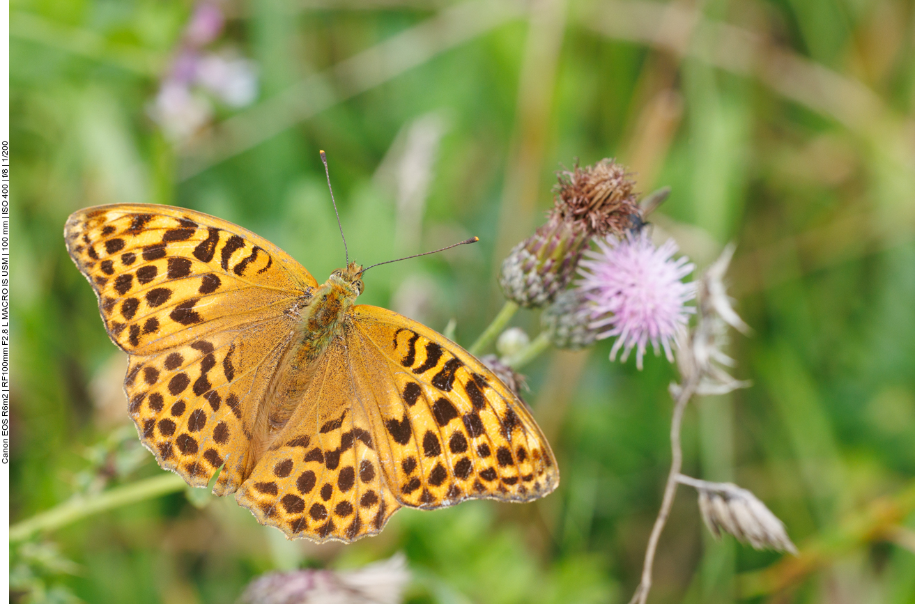 Gro&szlig;er Perlmutterfalter [Argynnis aglaja] 