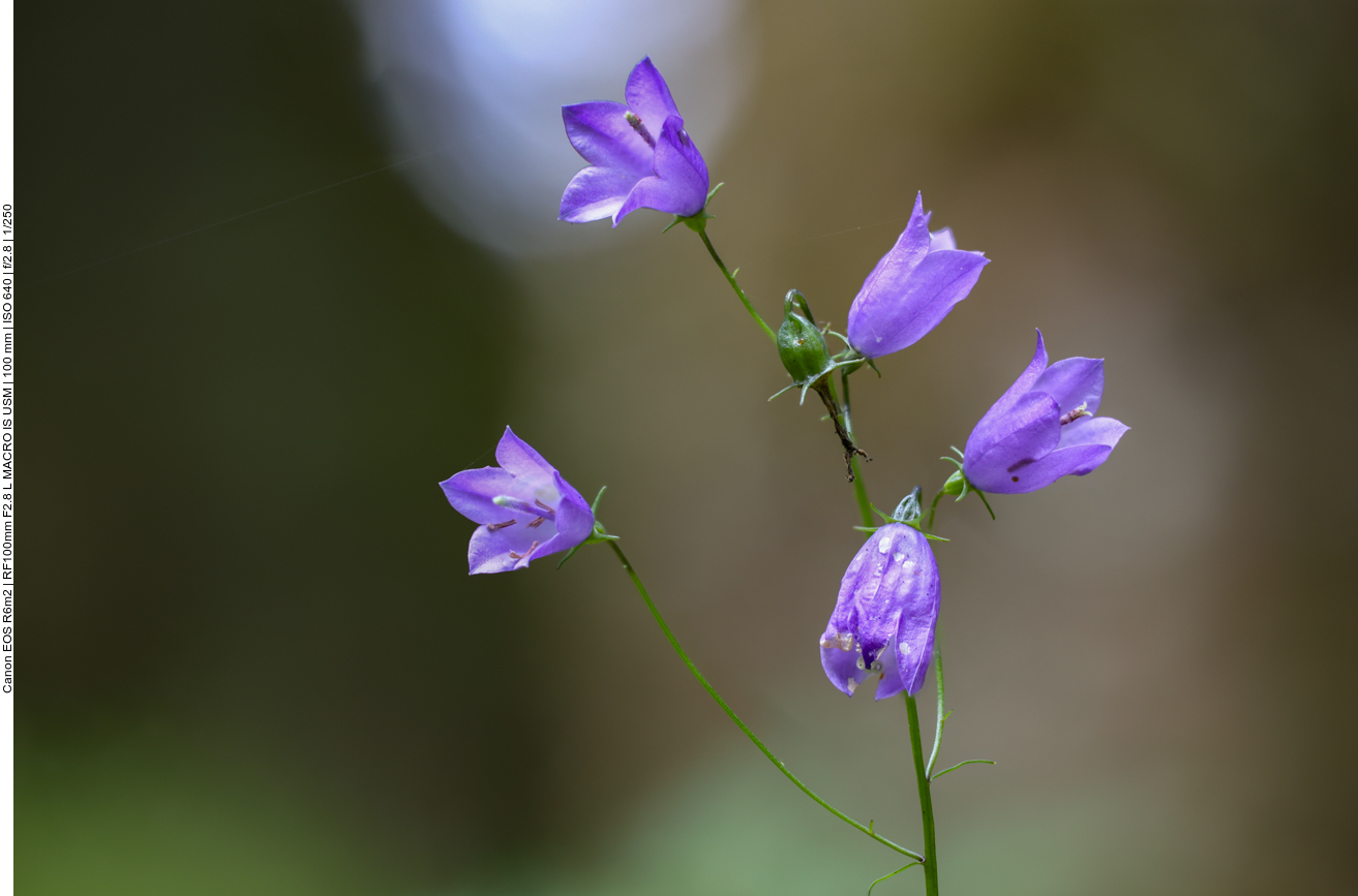 Rundbl&auml;ttrige Glockenblume [Campanula rotundifolia]
