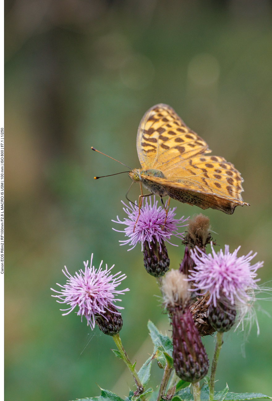 Gro&szlig;er Perlmutterfalter [Argynnis aglaja] auf Acker-Distel [Cirsium arvense]