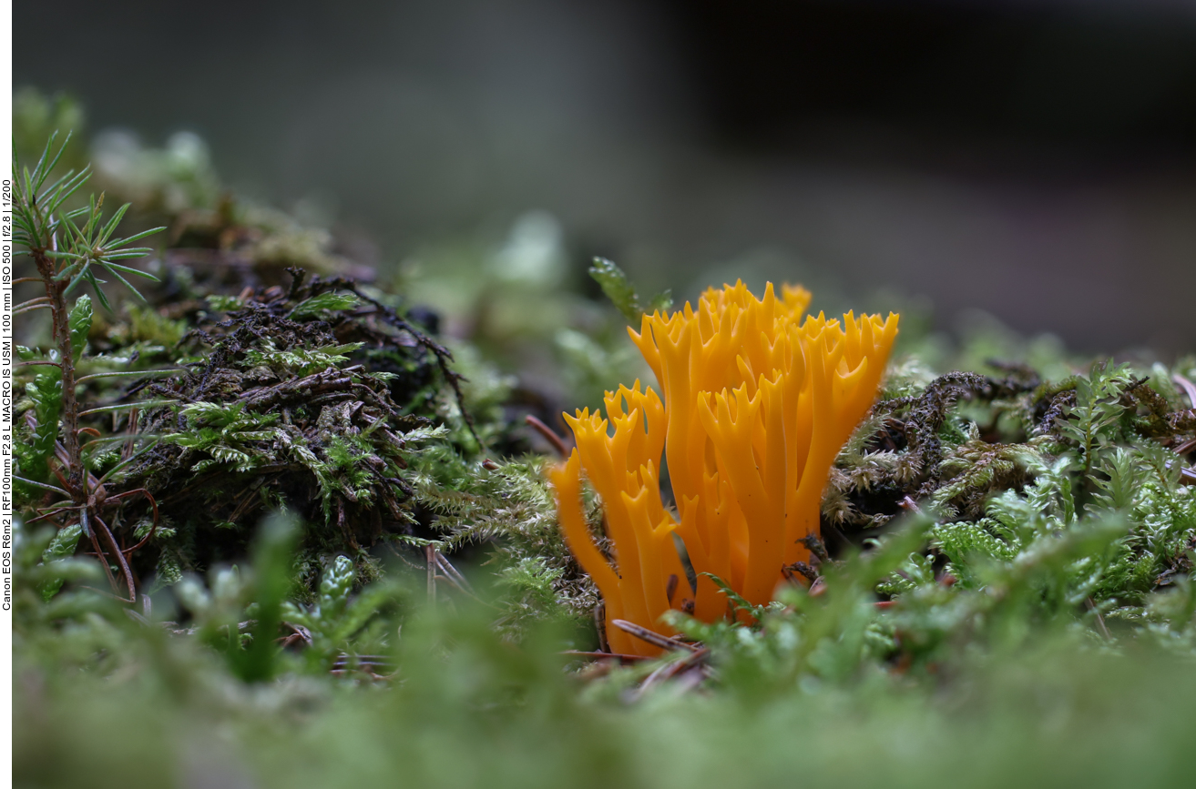 Klebriger H&ouml;rnling [Calocera viscosa], auch Ziegenbart oder Zwergerlfeuer genannt