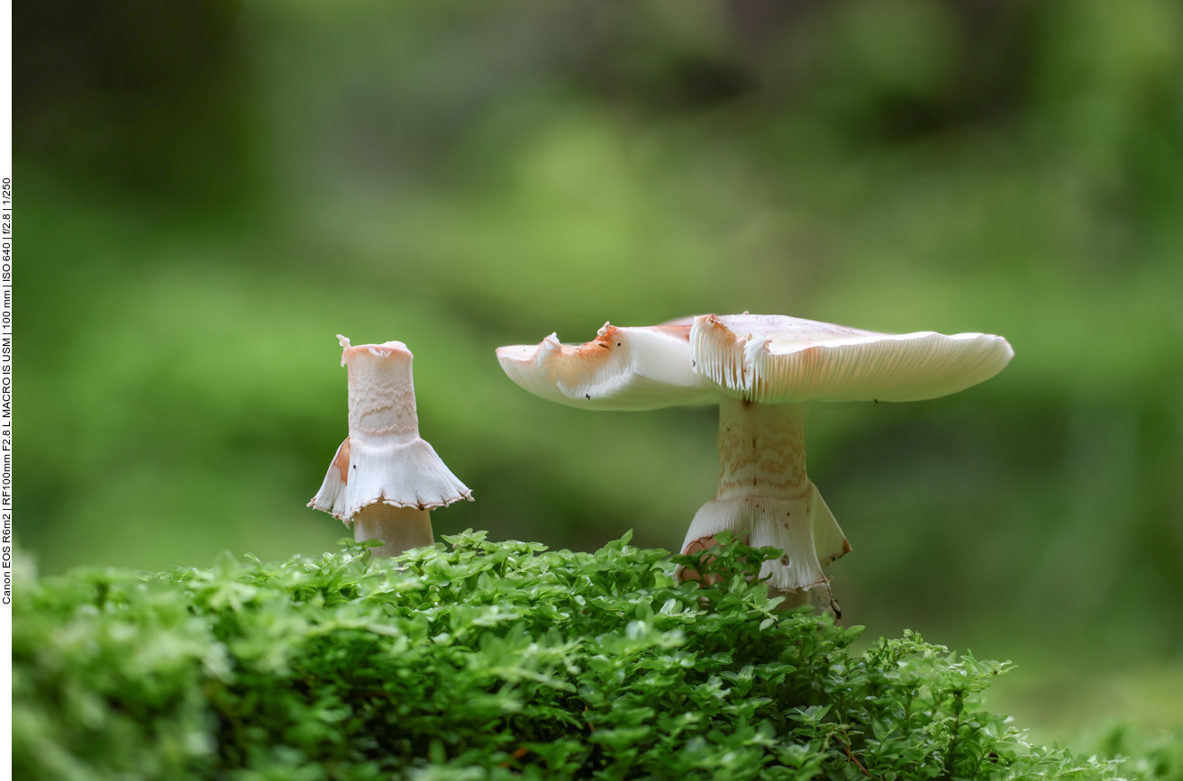 Angefressene Pilze auf einem Baumstumpf
