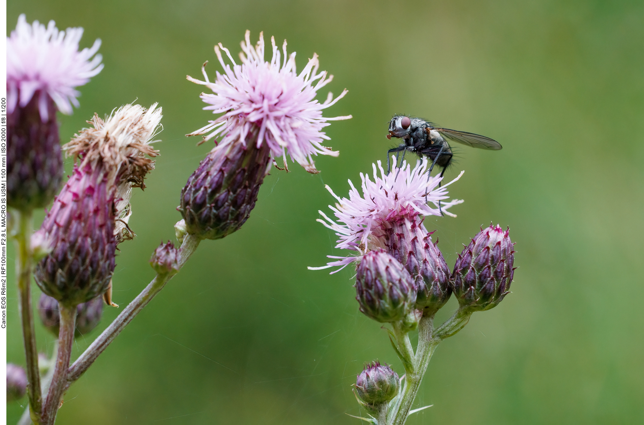 Fliege auf Acker-Distel [Cirsium arvense] 