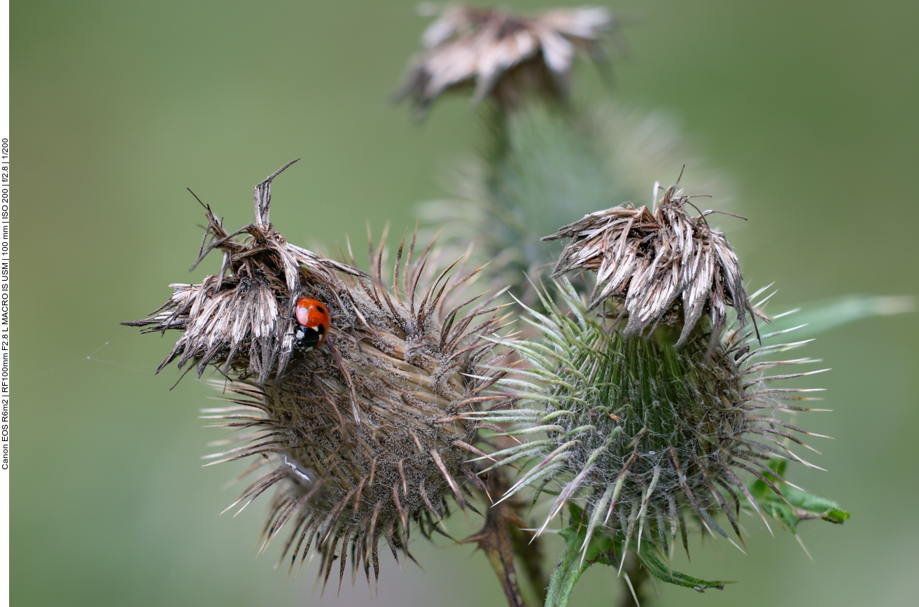 Siebenpunkt Marienk&auml;fer [Coccinella septempunctata] auf einer Gew&ouml;hnlichen Kratzdistel [Cirsium vulgare]