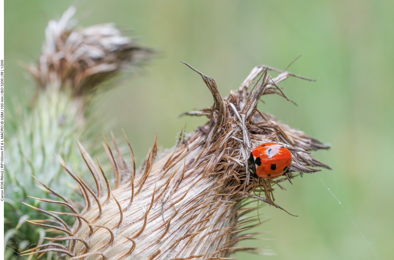 Siebenpunkt Marienk&auml;fer [Coccinella septempunctata] auf einer Gew&ouml;hnlichen Kratzdistel [Cirsium vulgare]