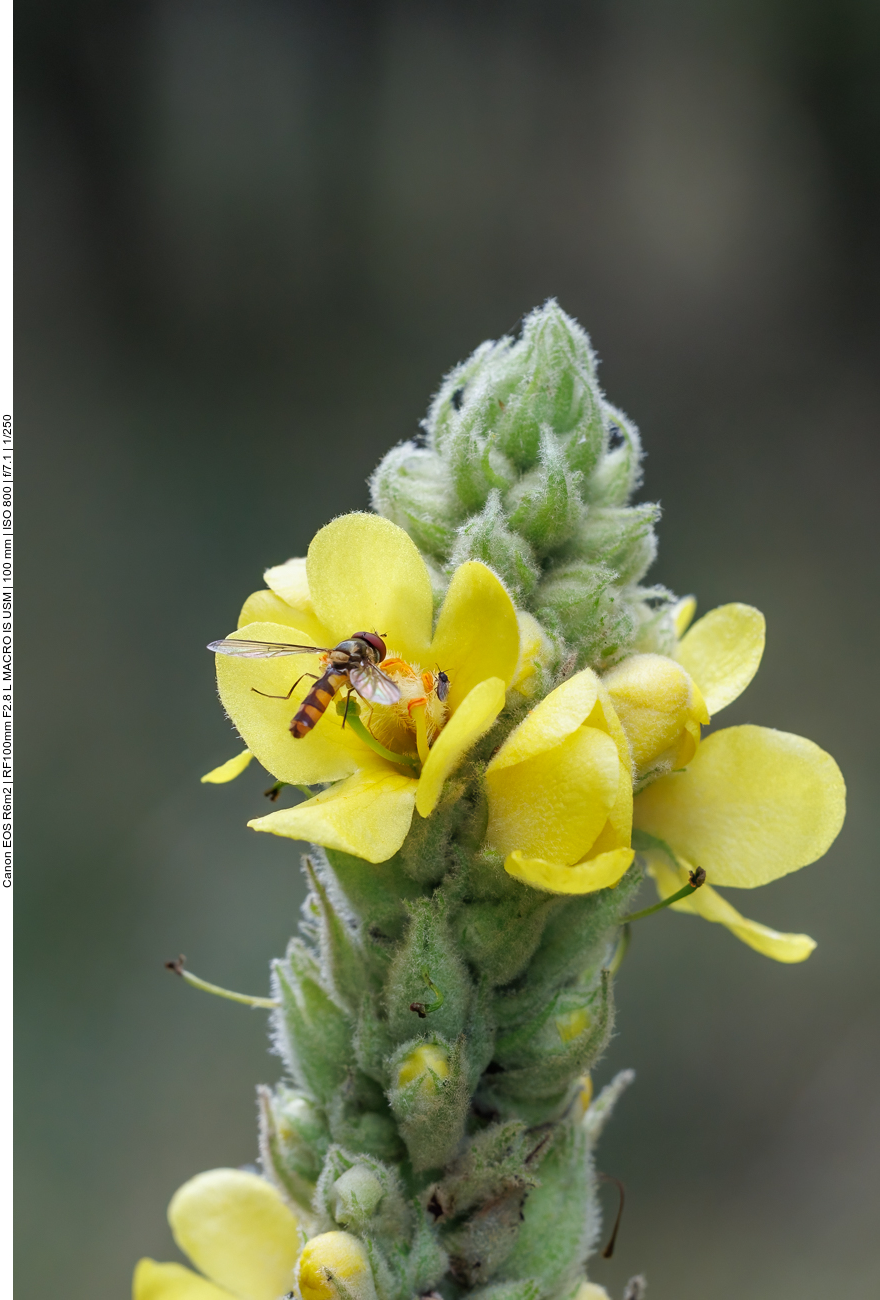 Schwebfliege auf der Bl&uuml;te einer Echten K&ouml;nigskerze [Verbascum thapsus] 