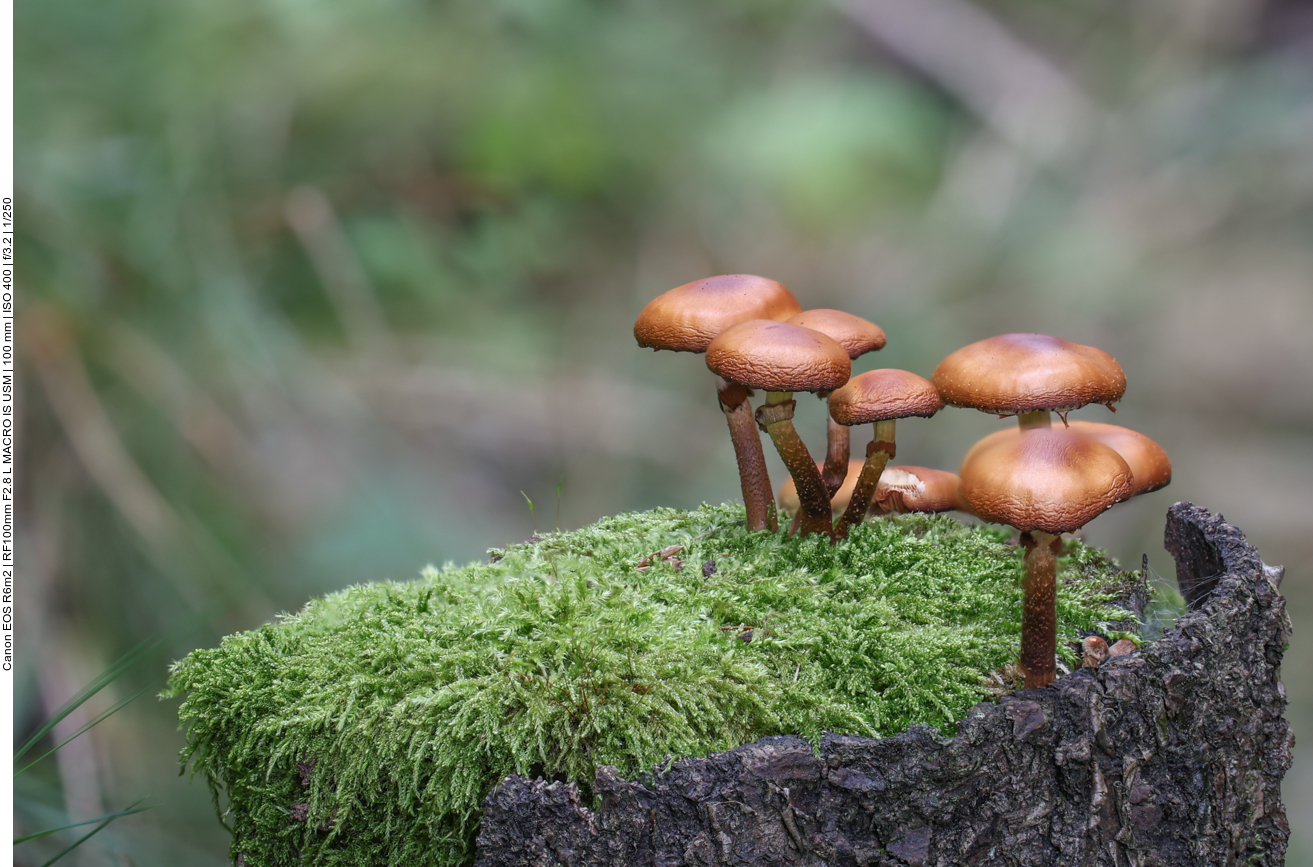 Pilzansammlung auf einem Baumstumpf