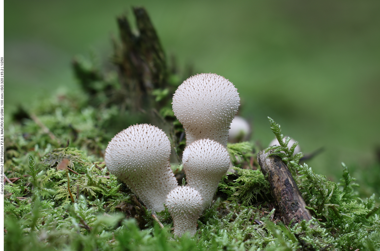 Flaschen-St&auml;ubling [Lycoperdon perlatum], auch Flaschenbovist genannt