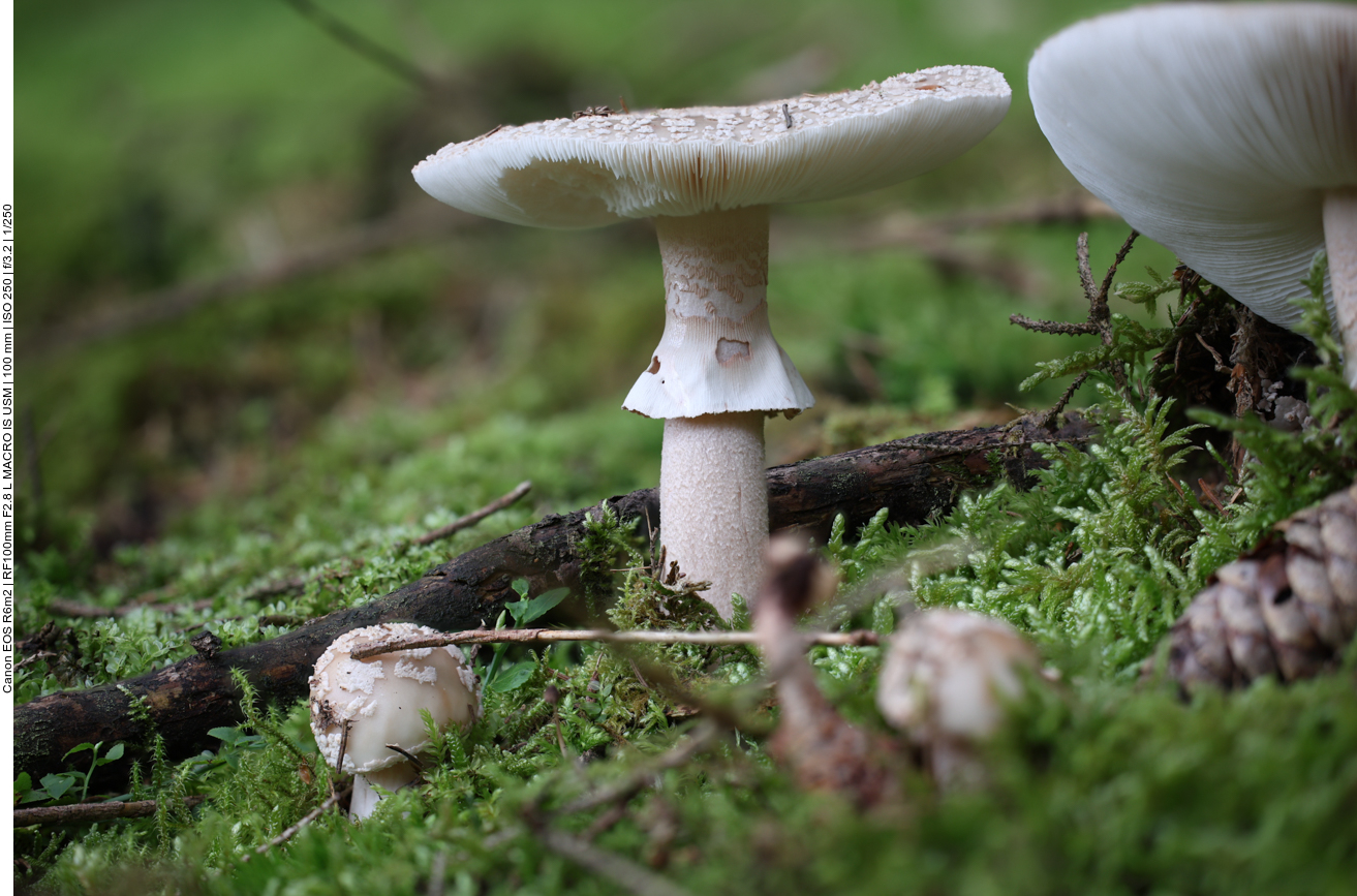 Auf Baumstümpfen lässt es sich gut wachsen