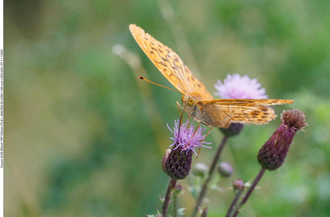 Gro&szlig;er Perlmutterfalter [Argynnis aglaja] auf Acker-Distel [Cirsium arvense]