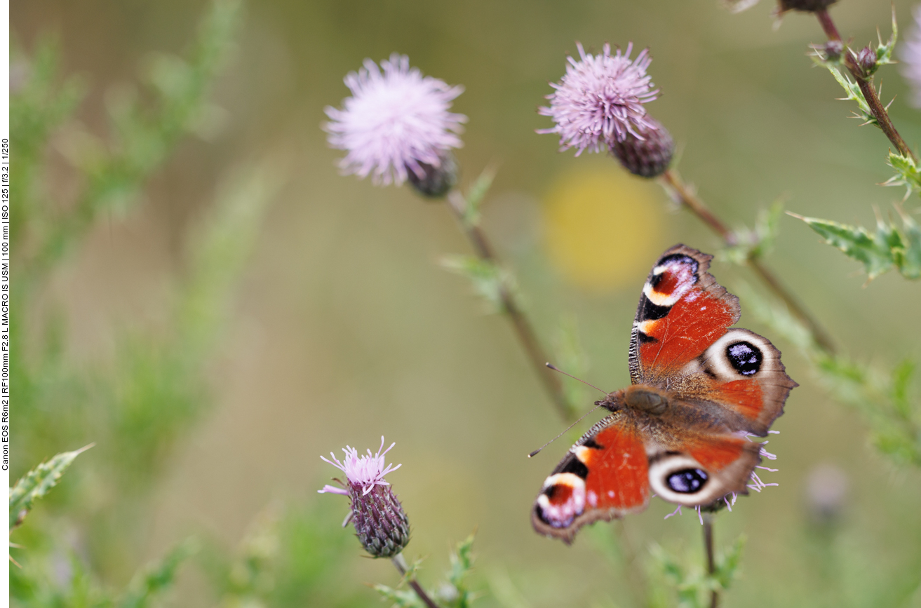 Tagpfauenauge [Aglais io] auf Acker-Distel [Cirsium arvense]