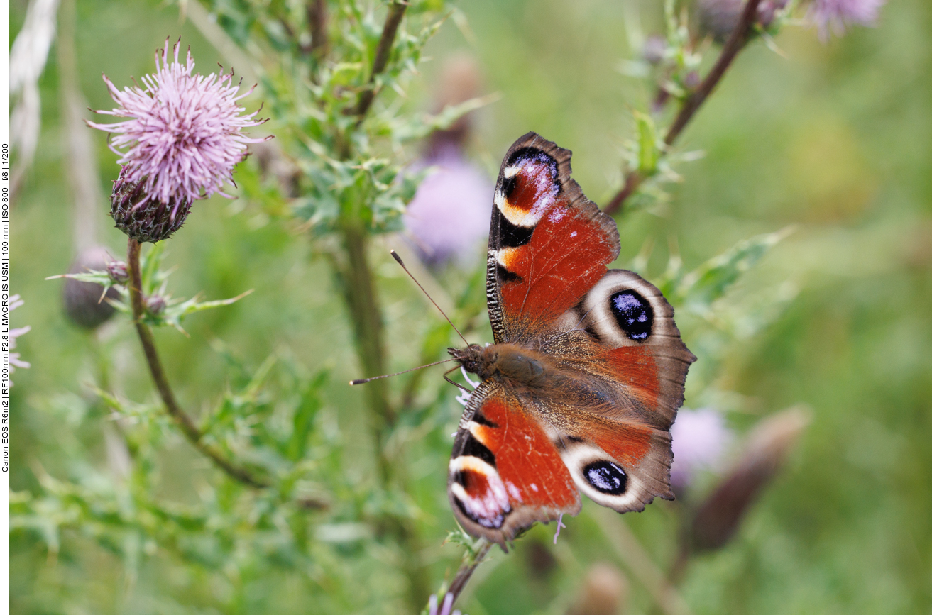 Tagpfauenauge [Aglais io] auf Acker-Distel [Cirsium arvense]