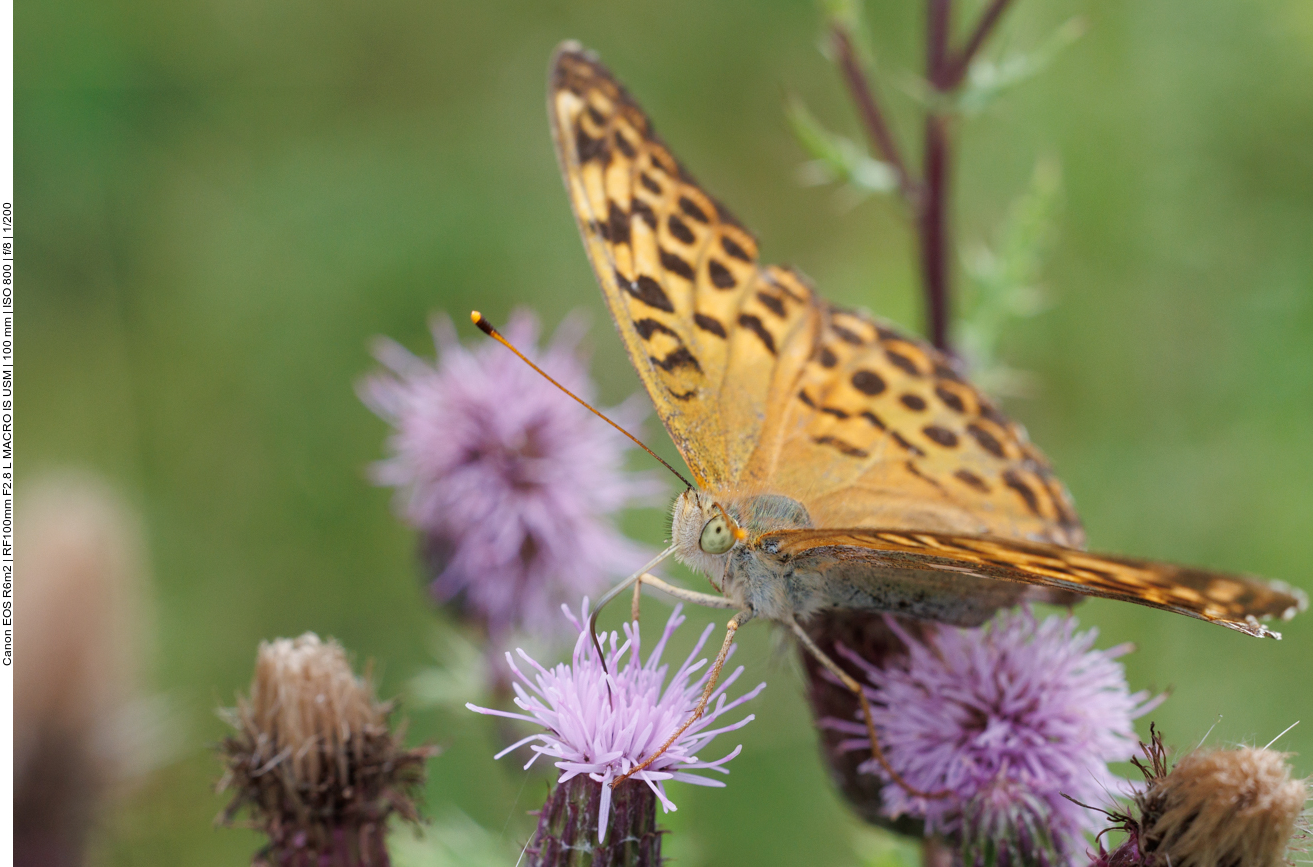 Gro&szlig;er Perlmutterfalter [Argynnis aglaja] auf Acker-Distel [Cirsium arvense]