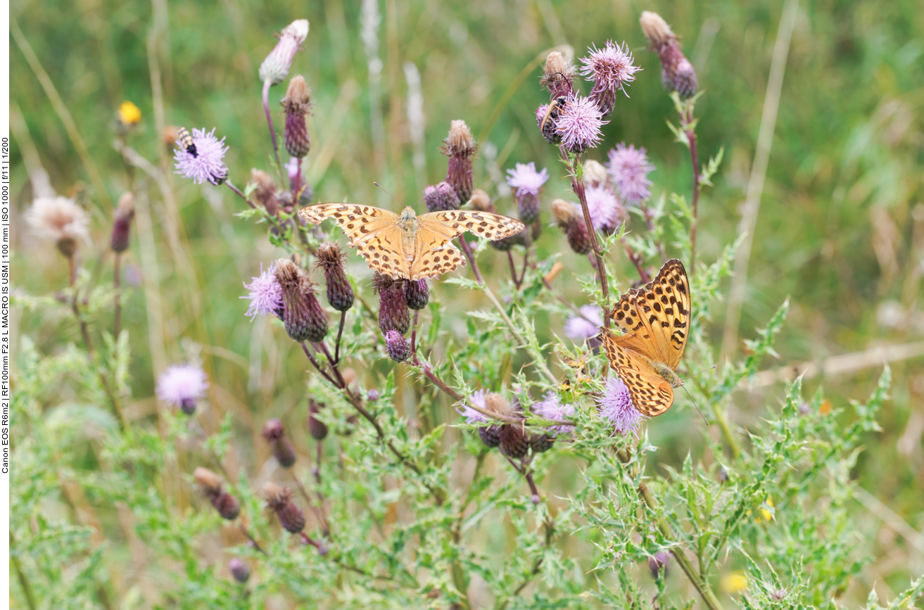 Mehrere Gro&szlig;e Perlmutterfalter [Argynnis aglaja] auf Acker-Disteln [Cirsium arvense]