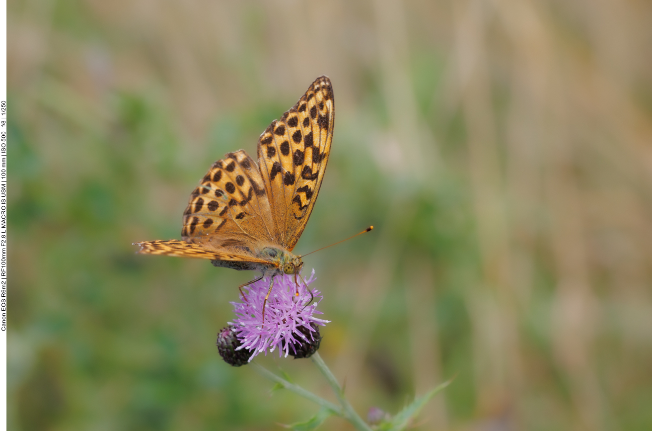 Gro&szlig;er Perlmutterfalter [Argynnis aglaja] auf Acker-Distel [Cirsium arvense]