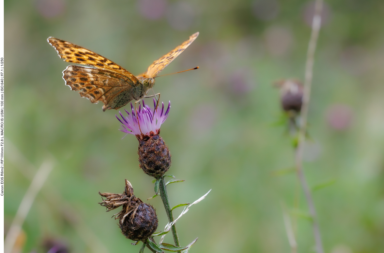 Gro&szlig;er Perlmutterfalter [Argynnis aglaja] auf Acker-Distel [Cirsium arvense]