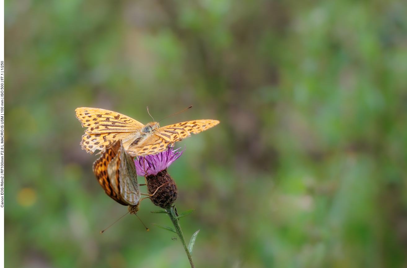 Hier wird für Nachwuchs gesorgt ;-)