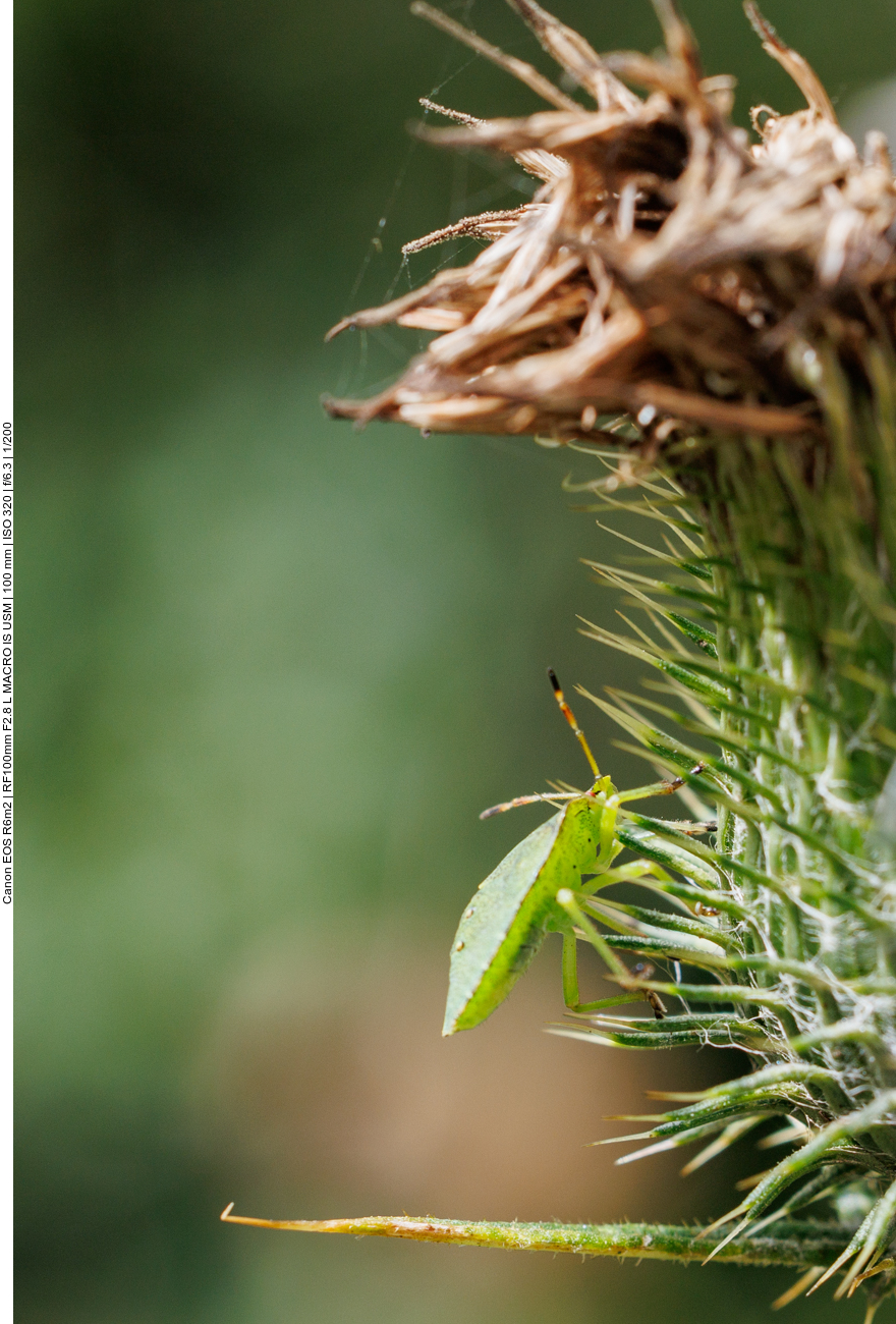 Gr&uuml;ne Stinkwanze [Palomena prasina]
