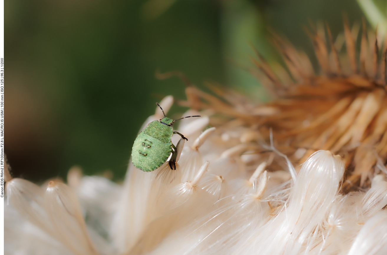 Gr&uuml;ne Stinkwanze [Palomena prasina]