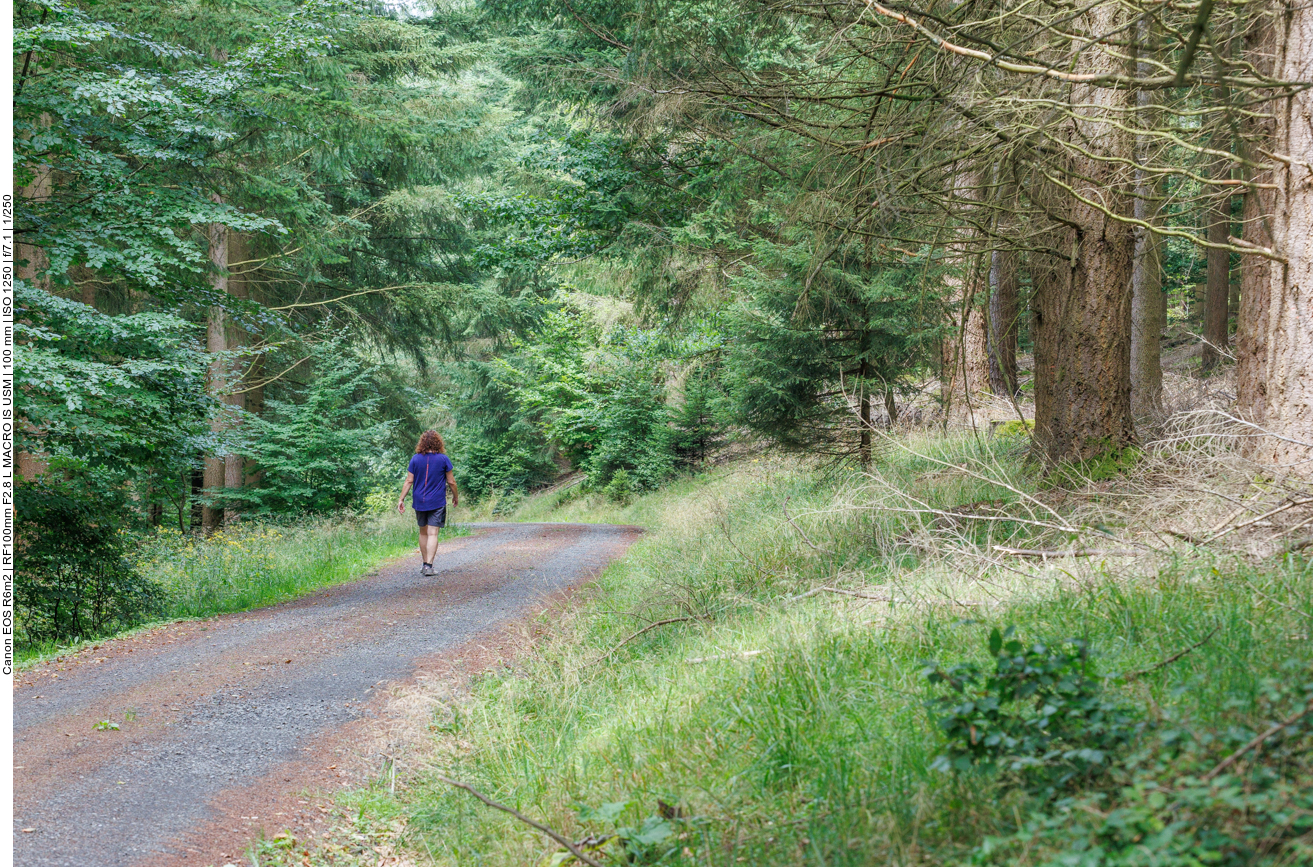 Ein enger Waldweg wäre passender für einen "Wildnispfad" gewesen