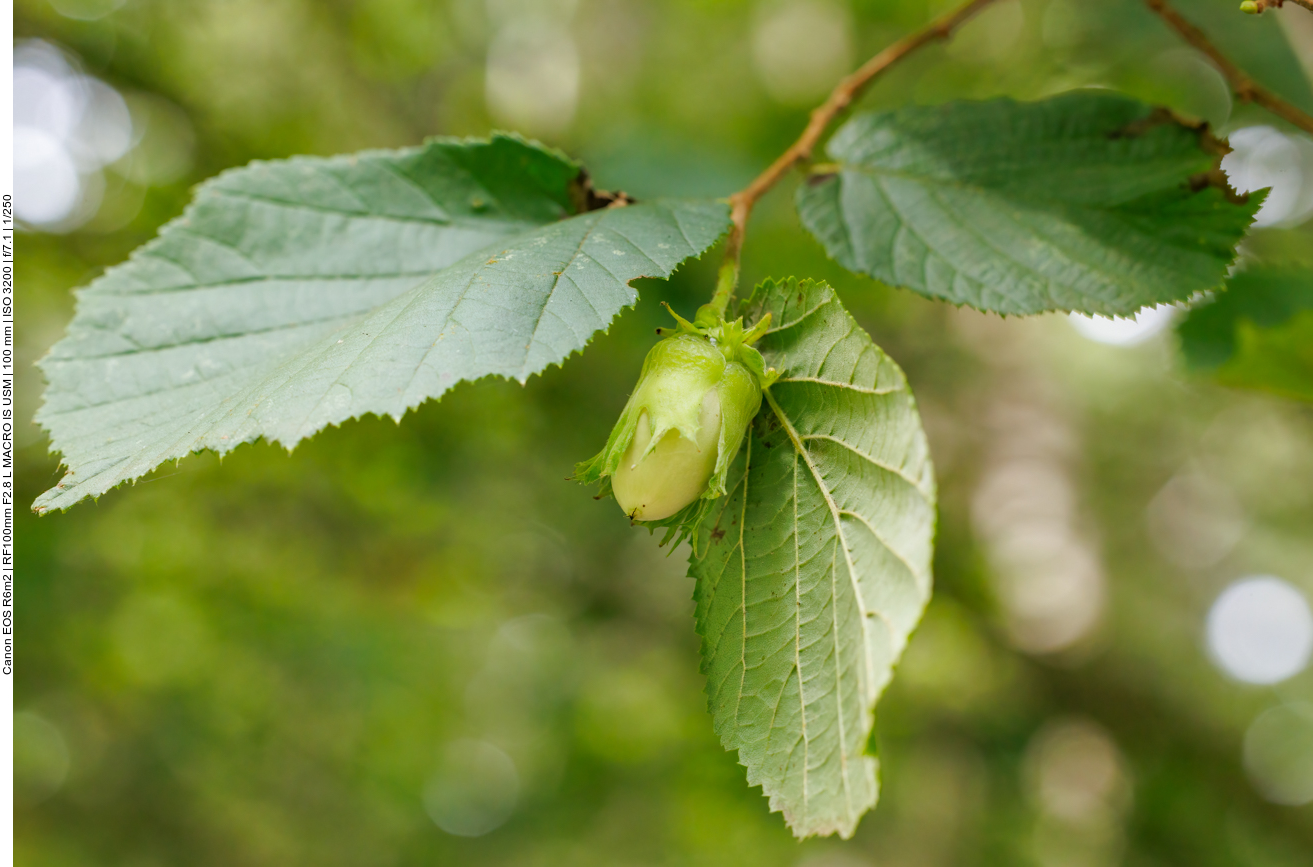 Gemeine Hasel [Corylus avellana]