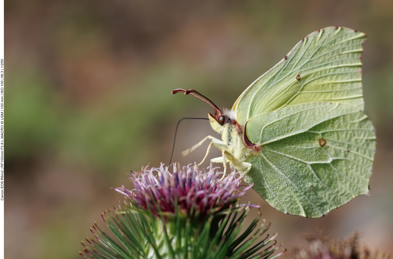 Postillon [Colias croceus]