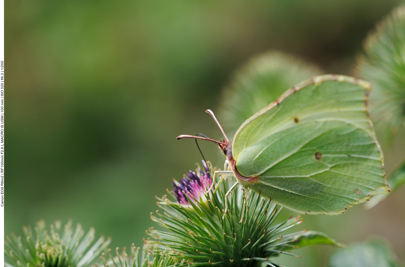 Postillon [Colias croceus]