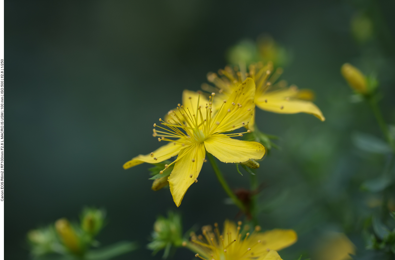Echtes Johanniskraut [Hypericum perforatum] 