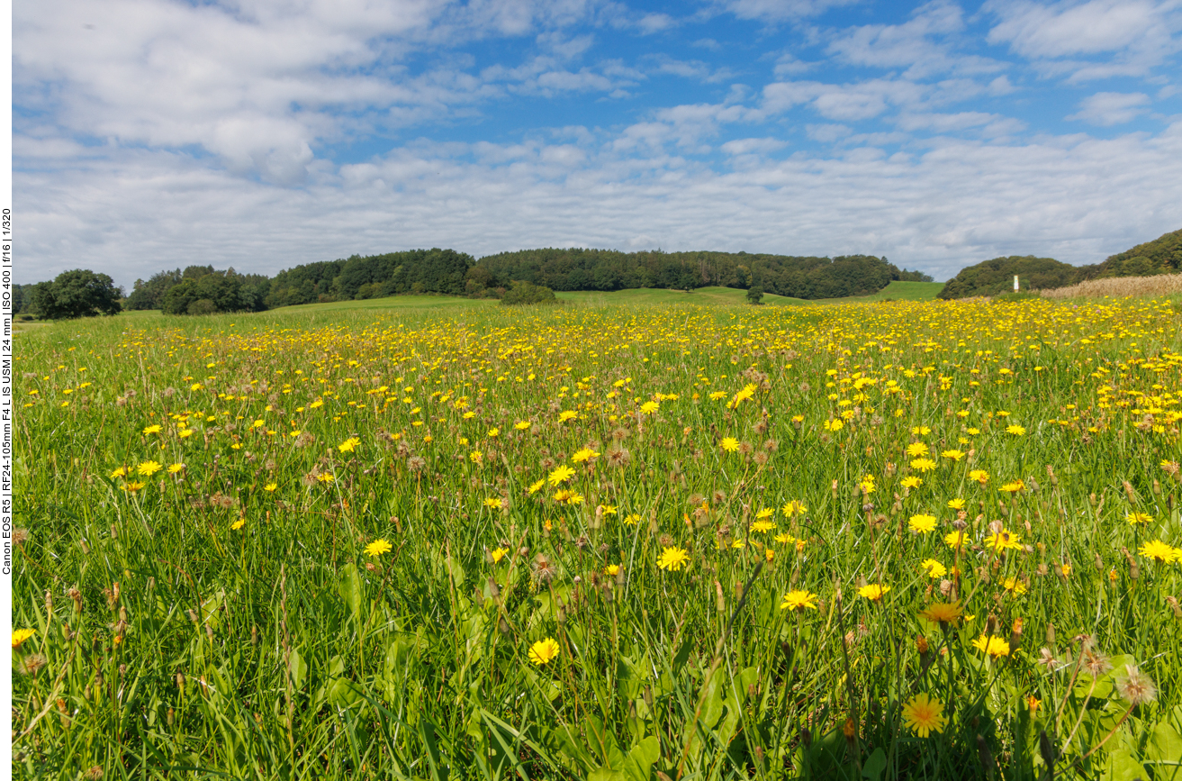 ... durch Blumen und Weiden