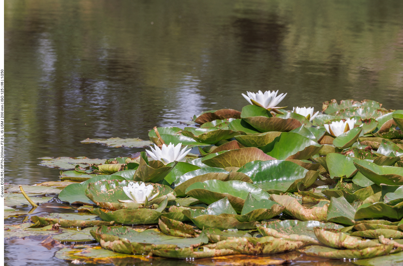 Wei&szlig;e Seerose [Nymphaea alba]