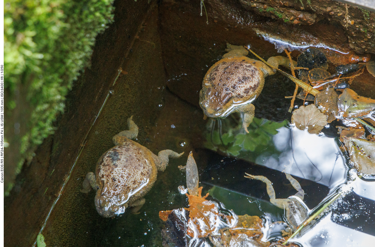 Zwei tote Kröten und ein Frosch. Sie sind wahrscheinlich nicht mehr aus dem kleinen Becken herausgekommen :-(